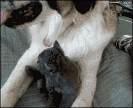 Kitten Playing With Puppy Funny Animal GIF