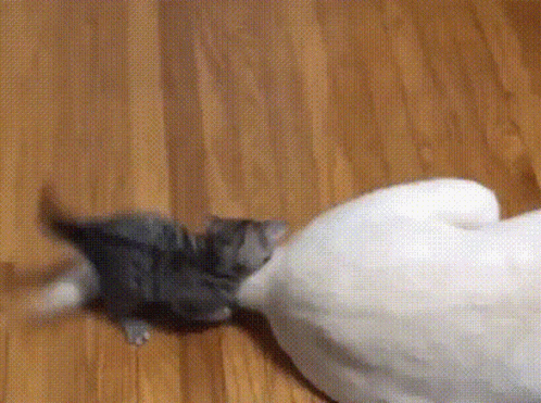 Kitten Playing With Stuffed Animal