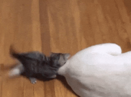 Kitten Playing With White Cat's Tail GIF