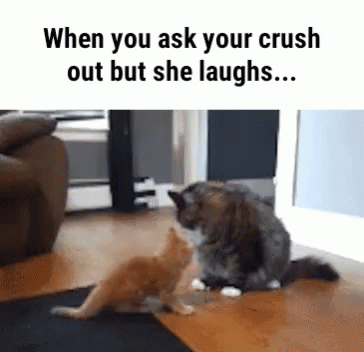 Kitten Pushed By His Crush GIF
