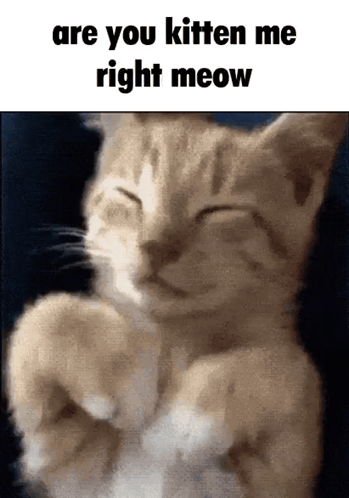 Kitten Saying Are You Kitten Me Right Meow
