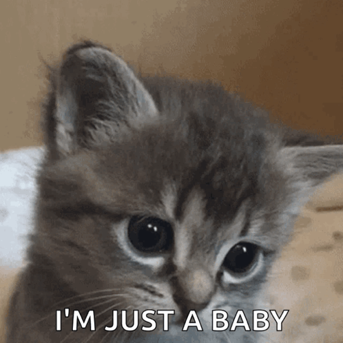 Kitten Saying I'm Just a Baby