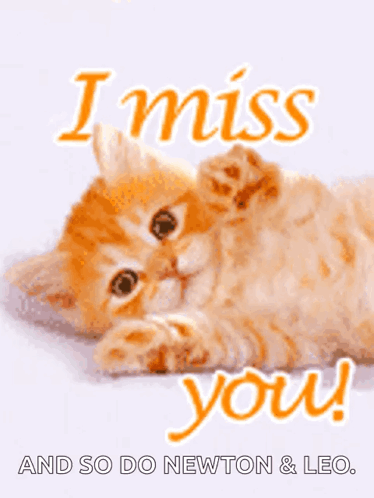 Kitten Saying I Miss You and So Do Newton & Leo