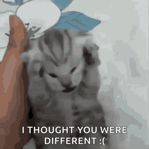 Kitten Saying I Thought You Were Different
