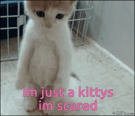 Kitten Saying Im Just a Kitty Im Scared