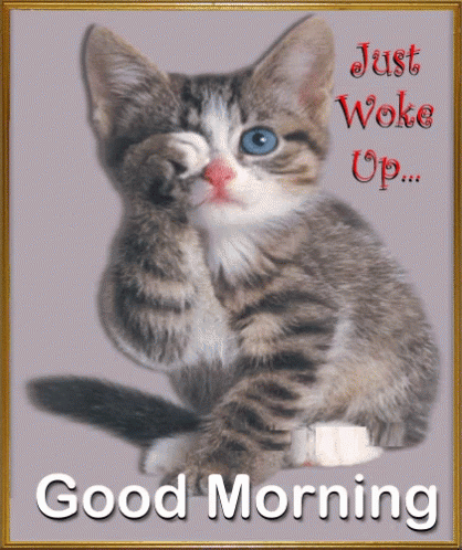 Kitten Saying Just Woke Up
