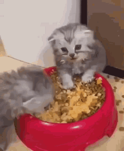 Kitten Sitting in Bowl of Food
