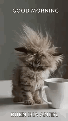 Kitten Sitting Next to Cup of Coffee