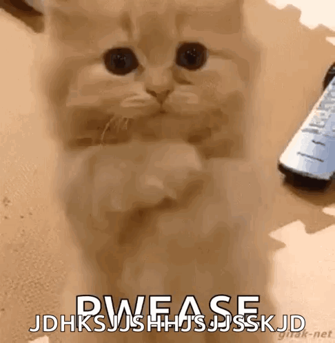 Kitten Sitting Next to Remote Saying Please