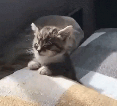 Kitten Sitting on Bed