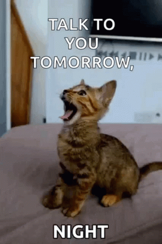 Kitten Sitting On Bed Yelling GIF