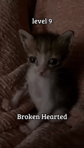 Kitten Sitting on Blanket Level 9 Broken Hearted