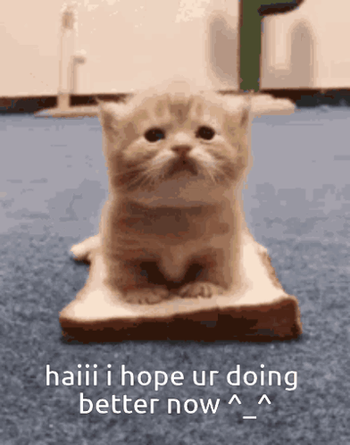Kitten Sitting on Bread Saying Haaaii I Hope Ur Doing Better Now