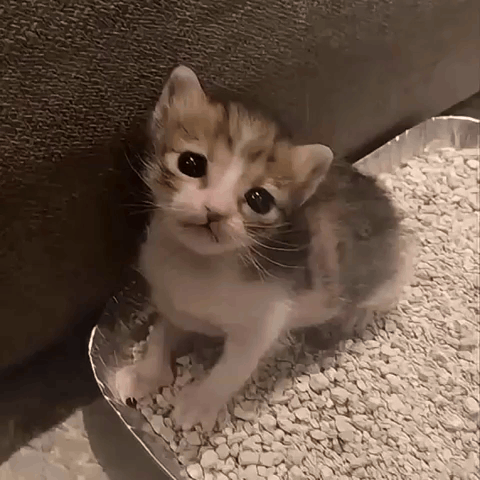 Kitten Sitting on Cat Litter Container