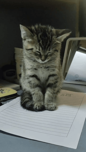 Kitten Sitting on Paper Saying aa