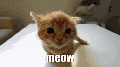 Kitten Sitting with Meow