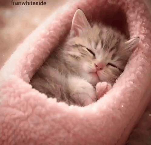 Kitten Sleeping in Pink Blanket Franwhiteside