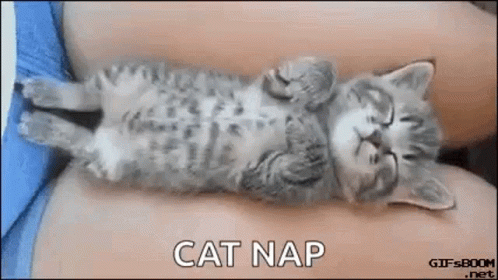 Kitten Sleeping on Shoulder