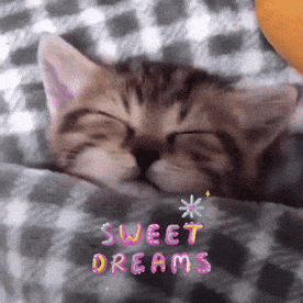 Kitten Sleeping Under Blanket Sweet Dreams