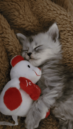 Kitten Sleeping With Teddy Bear GIF