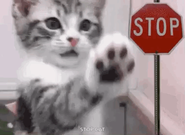 Kitten Standing Before Stop Sign
