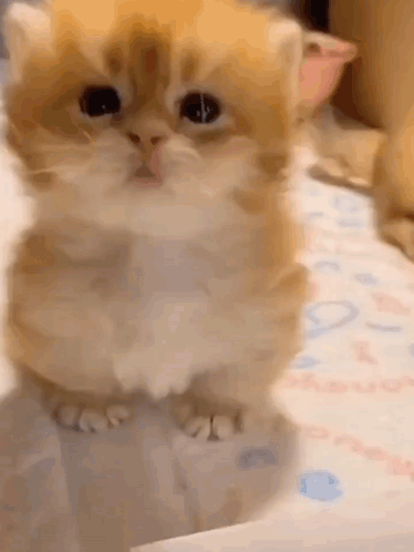 Kitten Standing on Bed