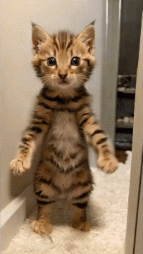 Kitten Standing On Hind Legs GIF