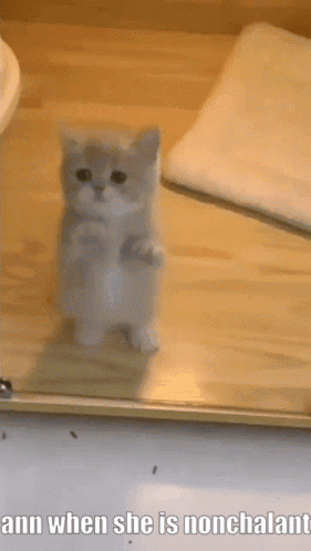 Kitten Standing on Hind Legs Ann When She Is Nonchalant