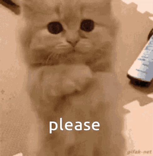 Kitten Standing on Hind Legs Begging
