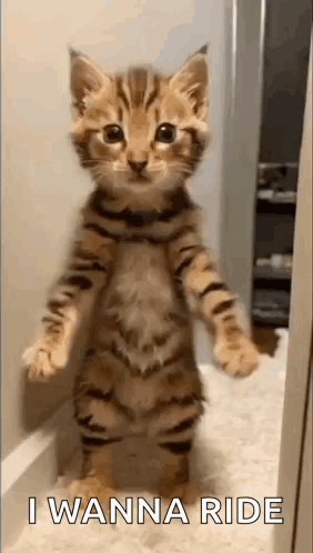 Kitten Standing on Hind Legs
