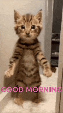 Kitten Standing on Hind Legs Good Morning