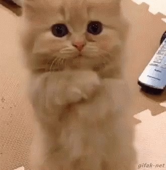 Kitten Standing on Hind Legs Next to Remote Control