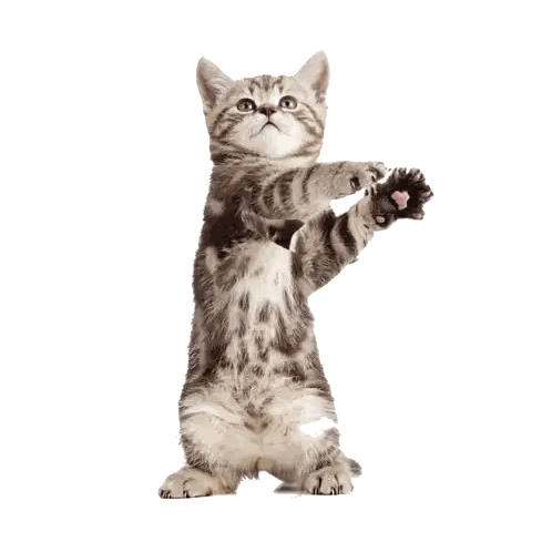 Kitten Standing on Hind Legs Playing