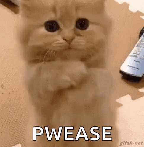 Kitten Standing On Hind Legs GIF