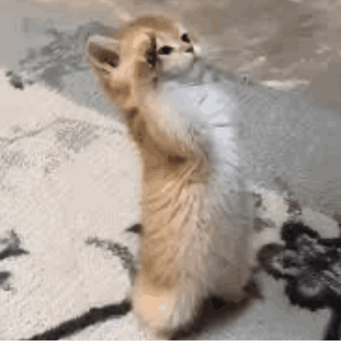 Kitten Standing on Hind Legs