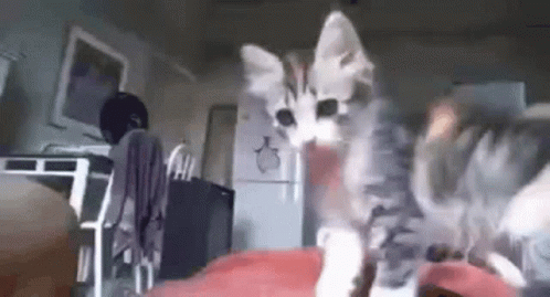 Kitten Standing On Red Blanket GIF