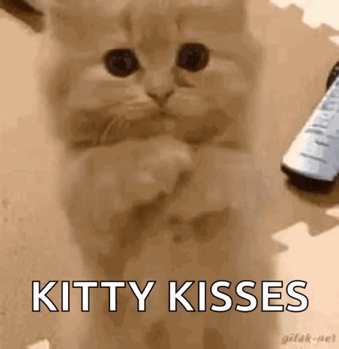 Kitten Standing Paws Crossed Saying Kitty Kisses