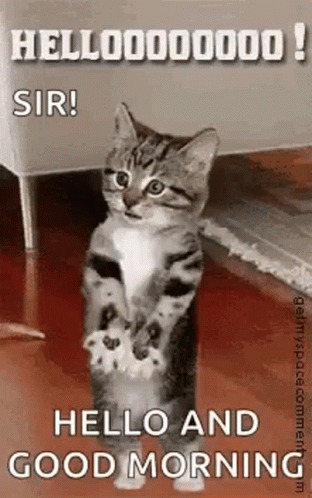 Kitten Standing Saying Hello GIF