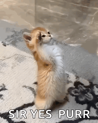 Kitten Standing Saying Sir Yes Purr GIF