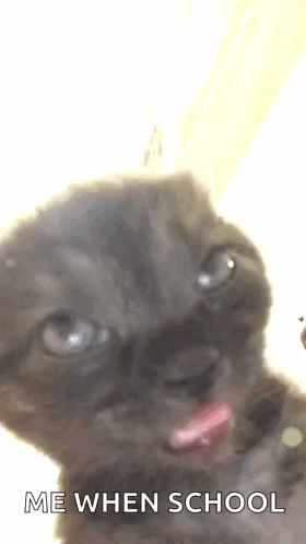 Kitten Sticking Tongue Out