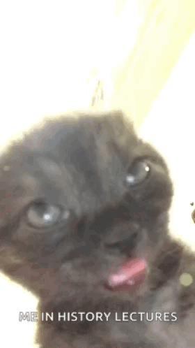 Kitten Sticking Tongue Out Saying Me in History Lectures
