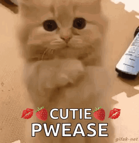 Kitten Strawberry Kisses Cutie Pwease