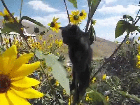 Kitten Stuck On Sunflower GIF