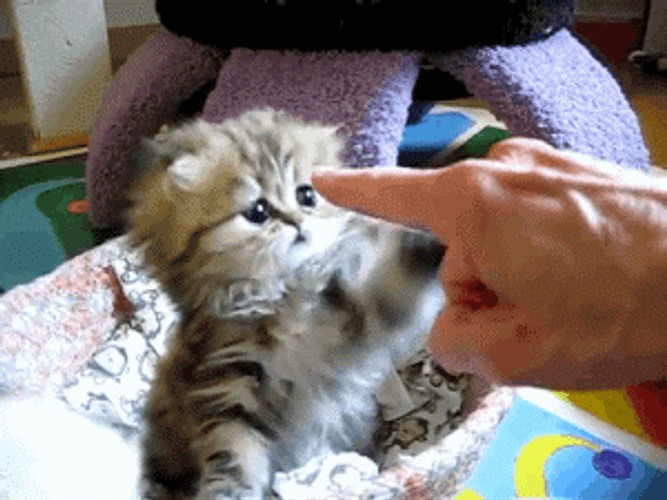 cat pointing finger