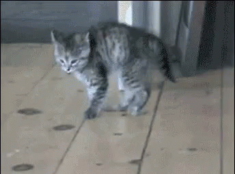 Kitten Walking And Playing With Mouse GIF