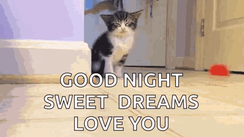 Kitten Walking Hallway Good Night Sweet Dreams Love You GIF