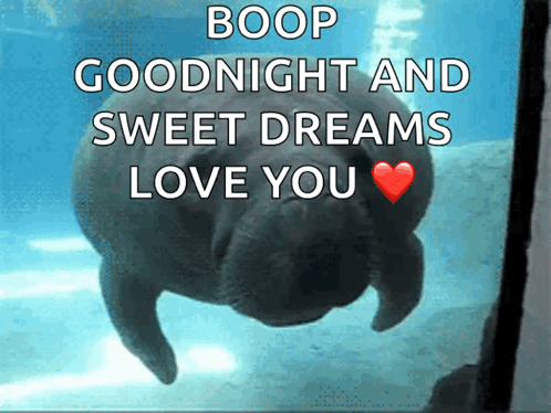 Kitten Walking In Hallway Saying Good Night Sweet Dreams Love You GIF