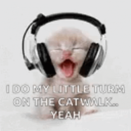 Kitten Wearing Headphones I Do My Little Turn on the Catwalk