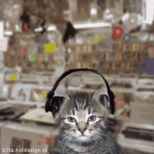 Kitten Wearing Headphones GIF