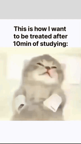 Kitten With Caption About Studying